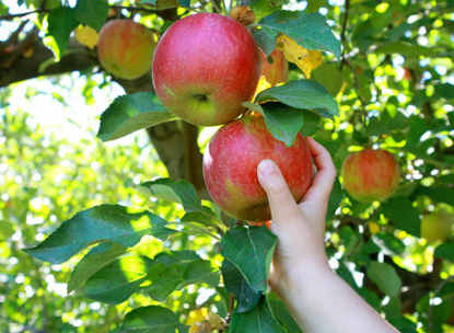 picking-apple