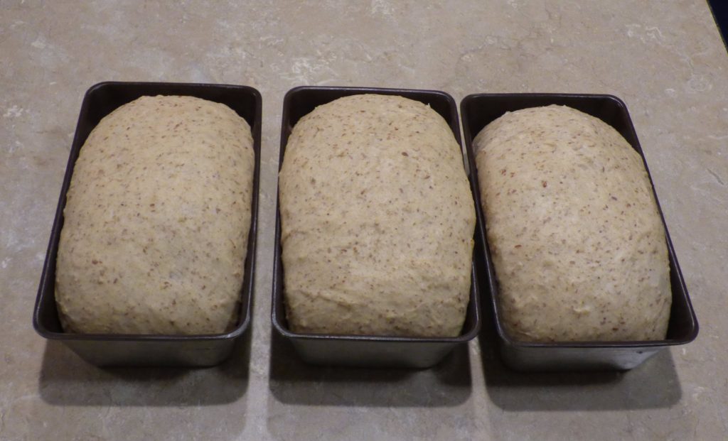 dave-ross-bread-dough-risen-in-pans