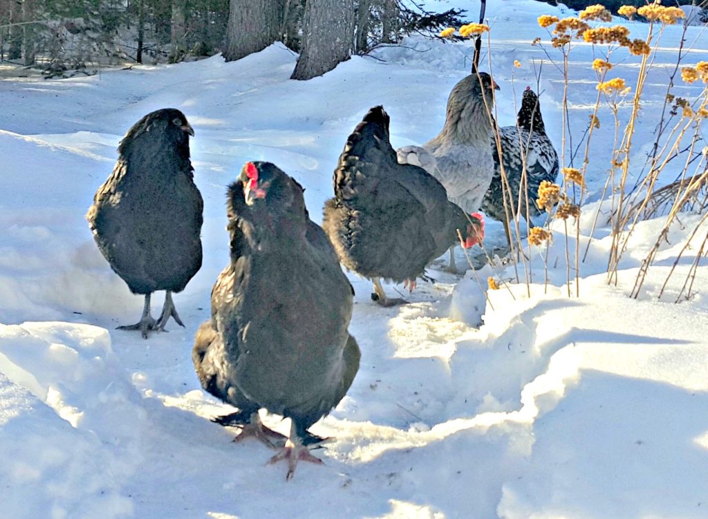 lisa-steele-chickens-in-snow