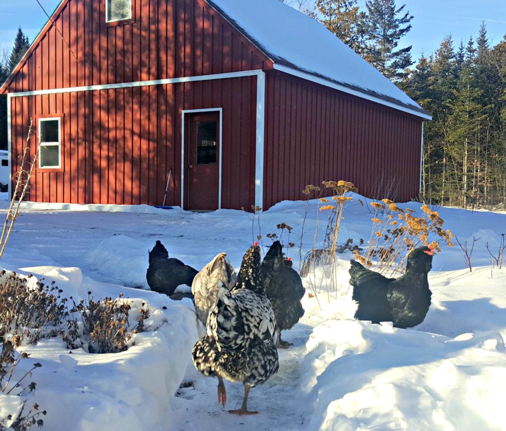 lisa-steele-chickens-in-snow_barn