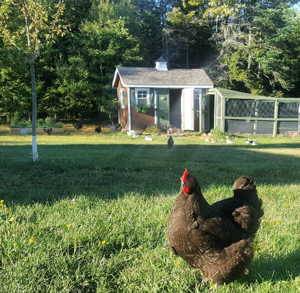 Chickens hanging out in the yard.