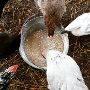 Choosing Chicken Breeds with Lisa Steele - Lehman's Simpler Living Blog