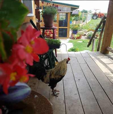chicken on porch