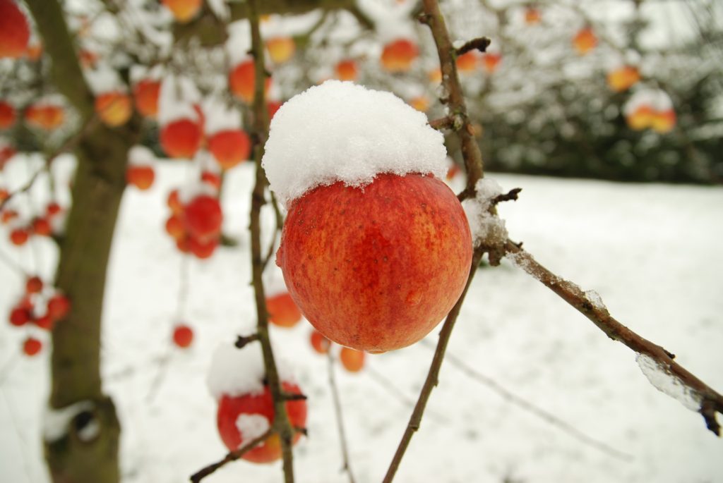 apples in snow