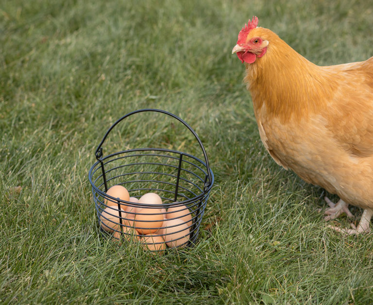 Wire Egg Basket