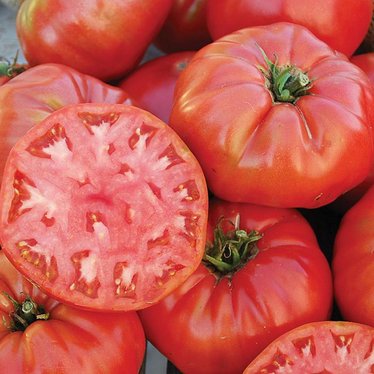 mortgage lifter tomato seeds