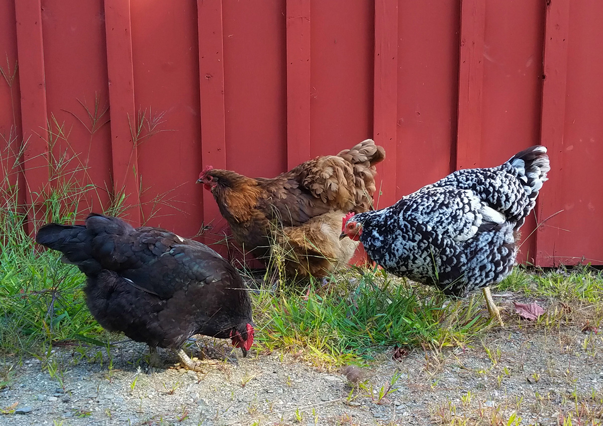 Choosing Chicken Breeds with Lisa Steele - Lehman's Simpler Living Blog
