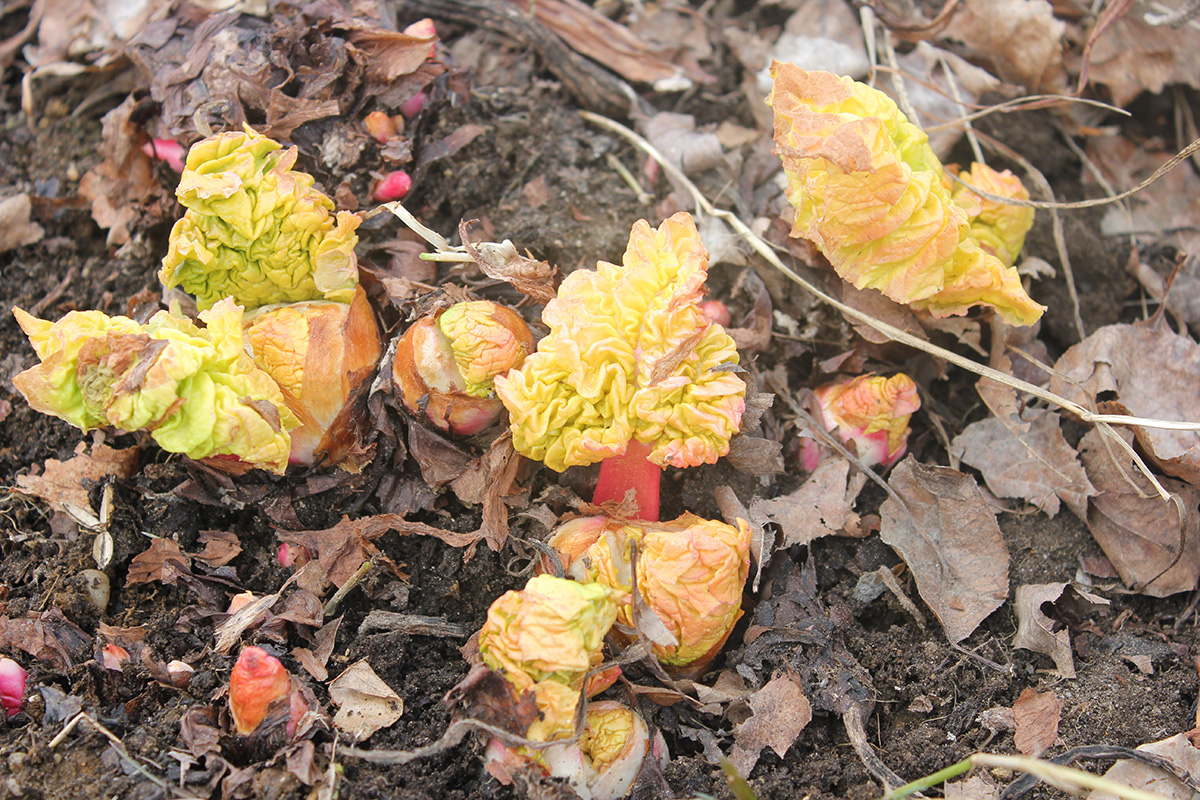 Rhubarb in the ground