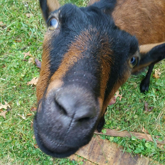 Goat Selfie