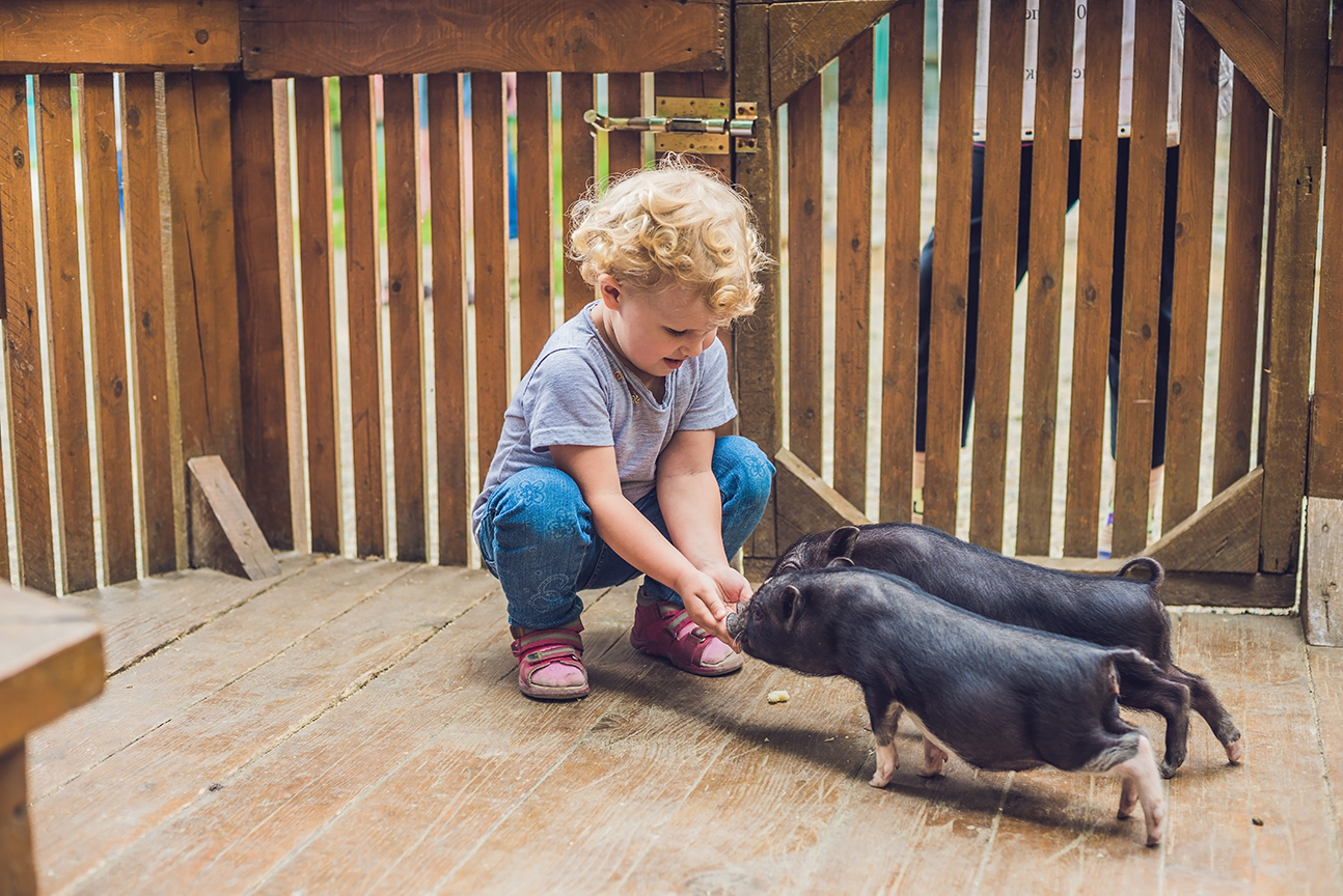 child with piglets