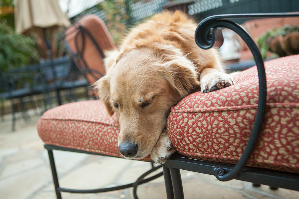 dog on patio cushion