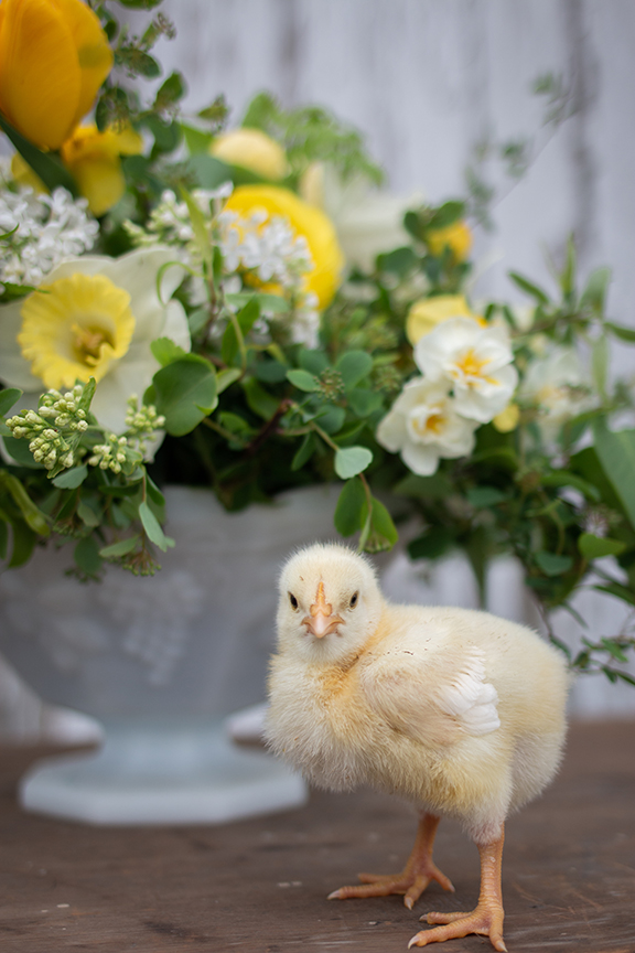 baby chick with flowers