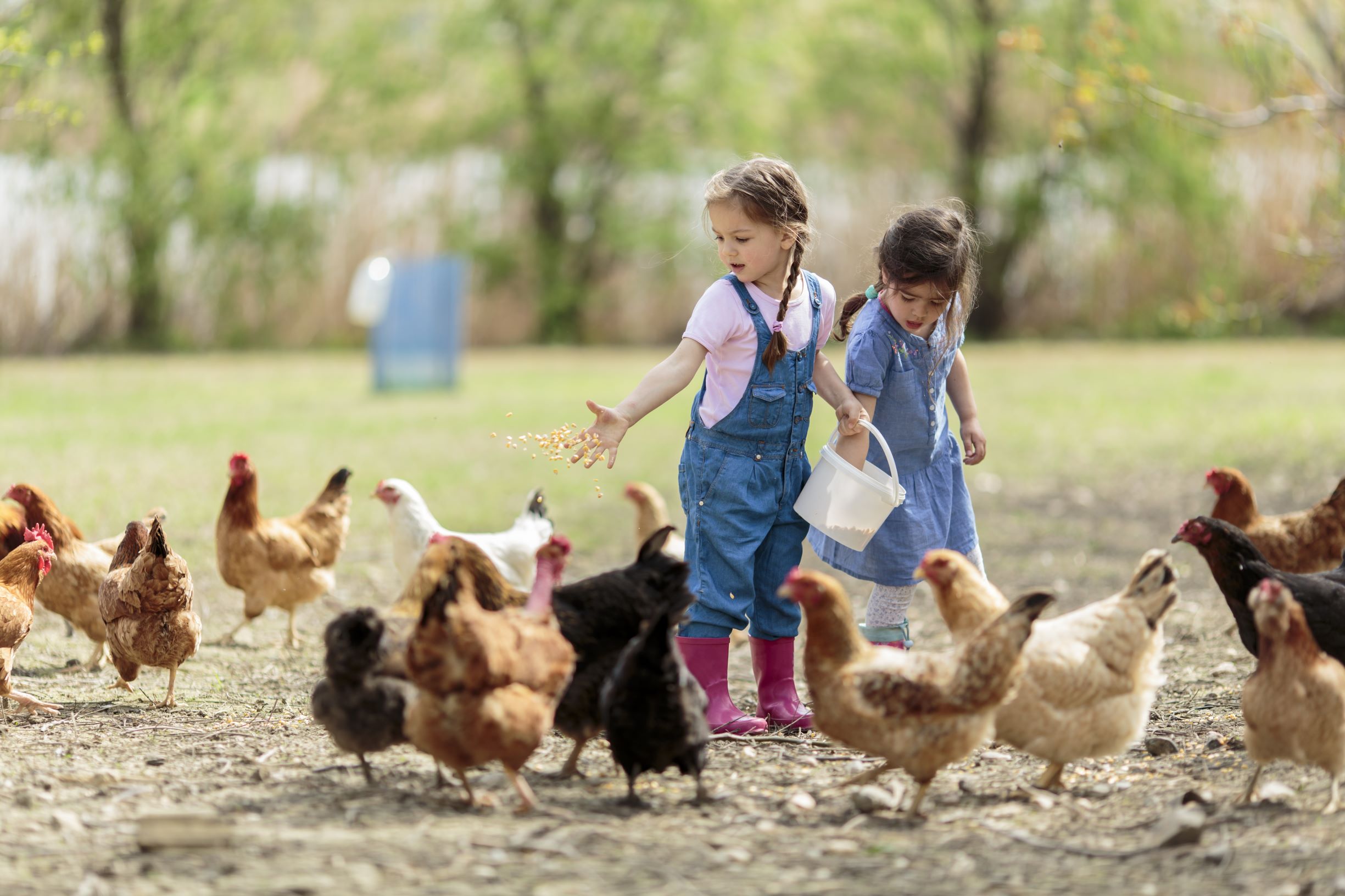 girls feeding chickens