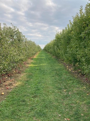 a view of the orchard