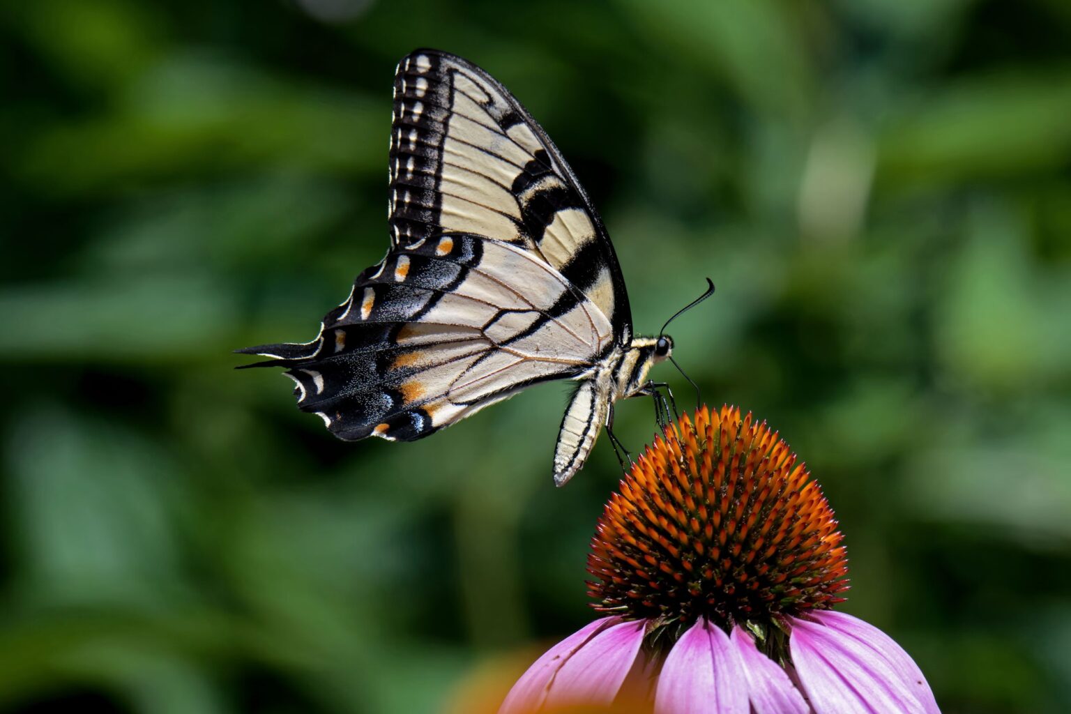 Why Planting Native Plants Is Important