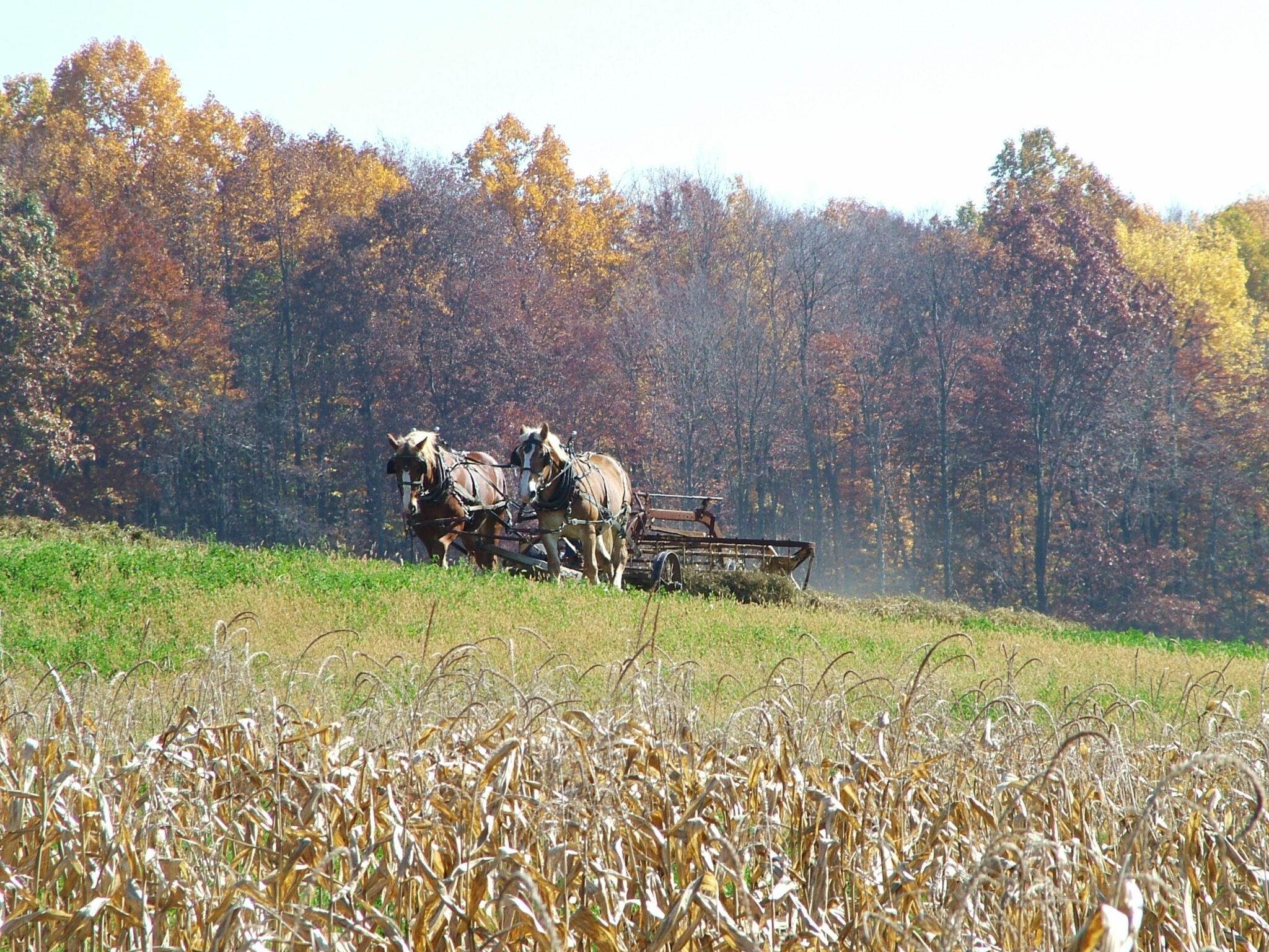 Amish Country Autumn: Leaves Top In World - Lehman's Simpler Living Blog