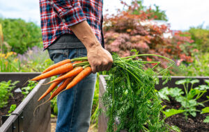 harvesting carrots from garden