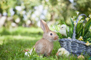 bunny with baby chicks in basket