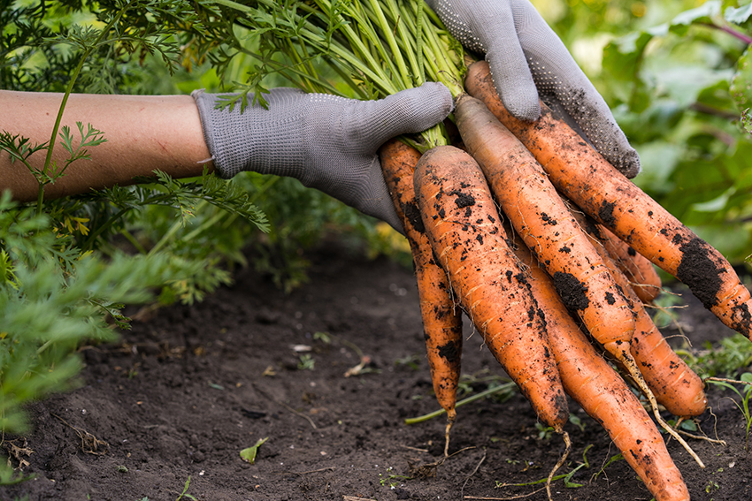 harvesting carrots in garden