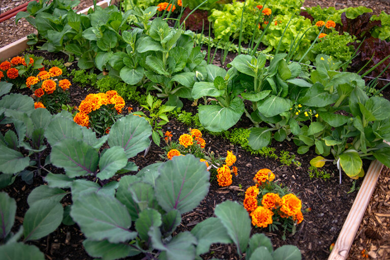 companion planting with marigolds