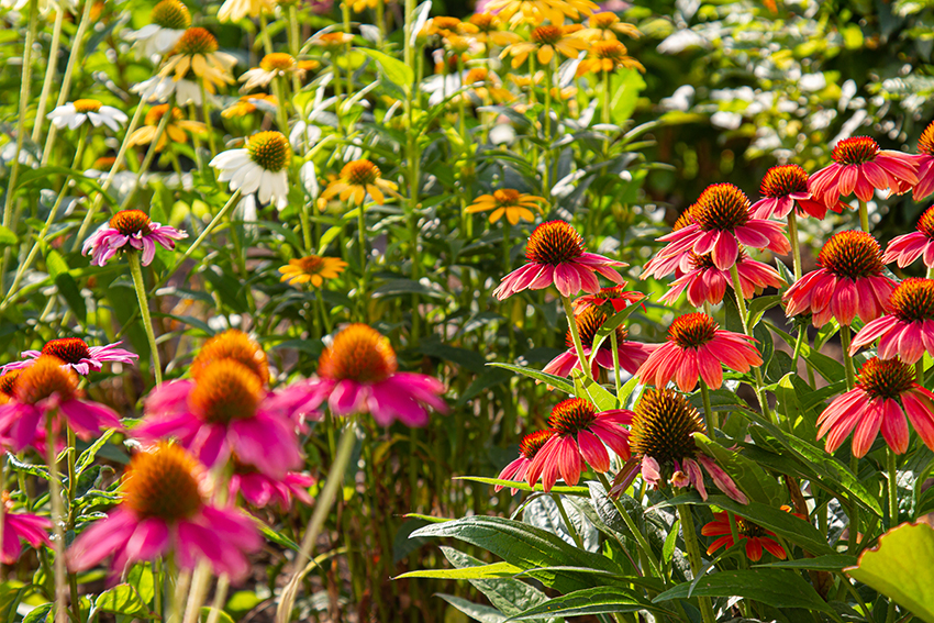 help bees with planting coneflowers