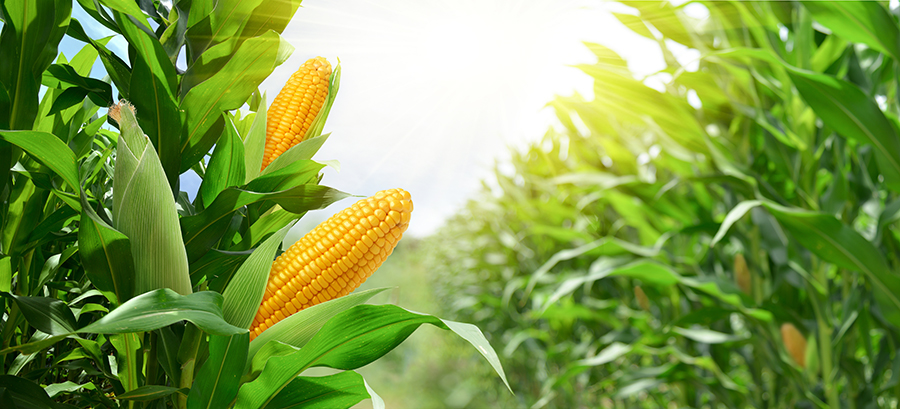 corn stalks in garden