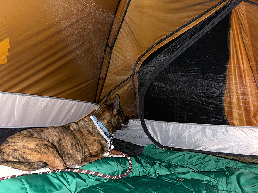 camping with your dog in a tent