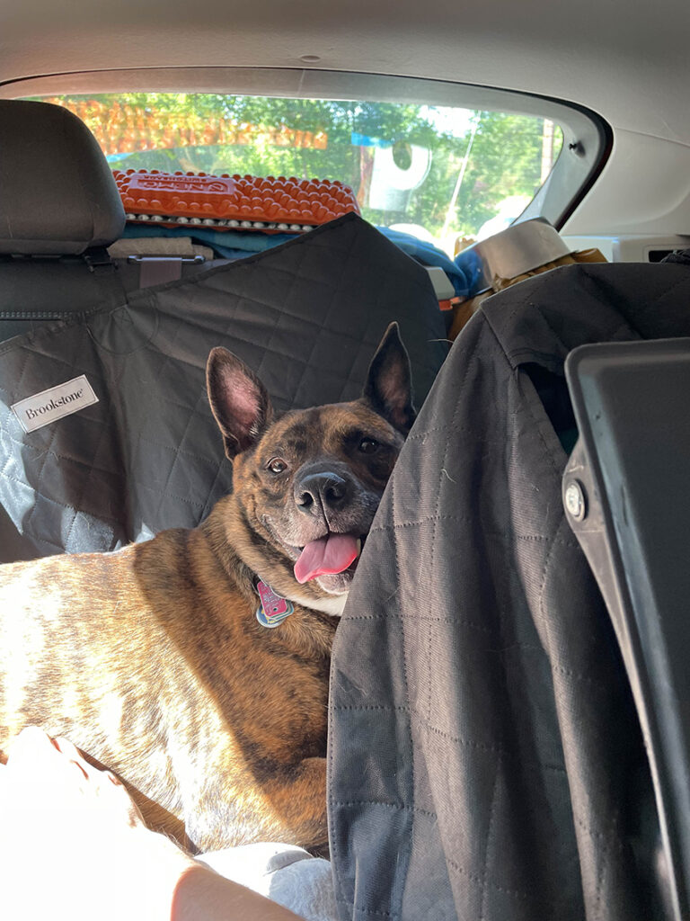dog traveling to campsite