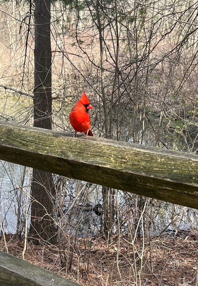 cardinal in nature