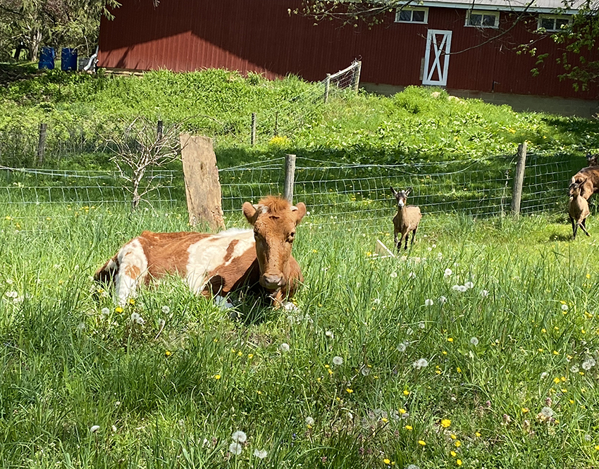 cows and goats on homestead