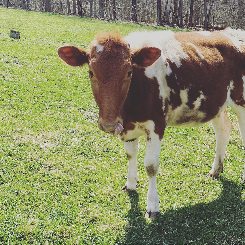 1/2 Gallon Raw Milk (A2A2) - Dutch Meadows Farm