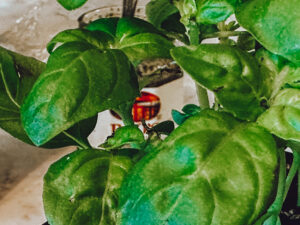 fresh basil plants
