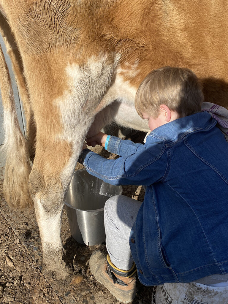 milking cow on homestead