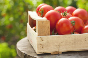 freshly picked tomatoes in box