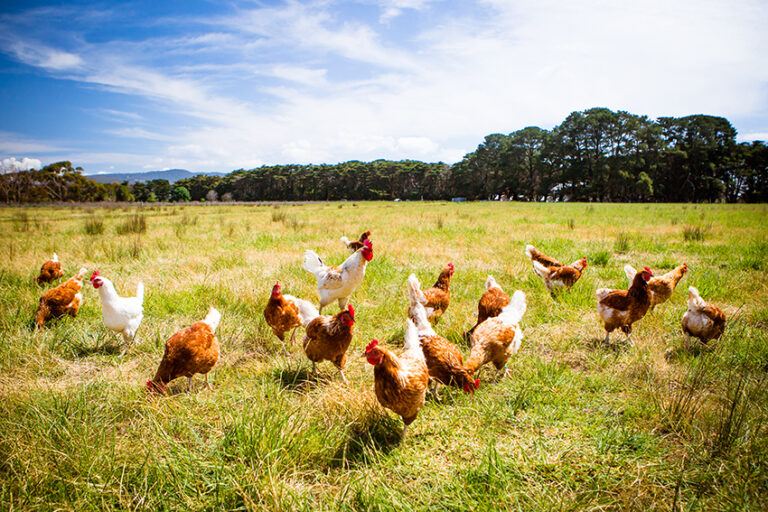 free range chickens on homestead