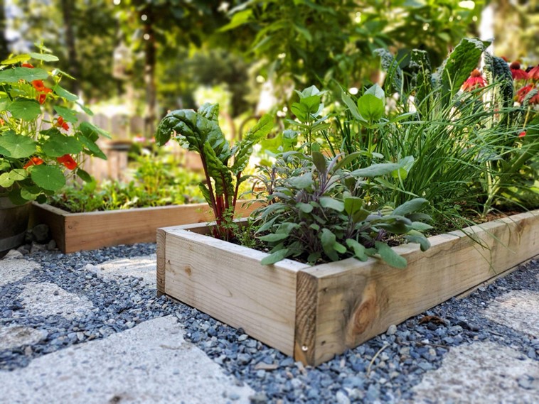 vegetable plants growing in raised garden beds