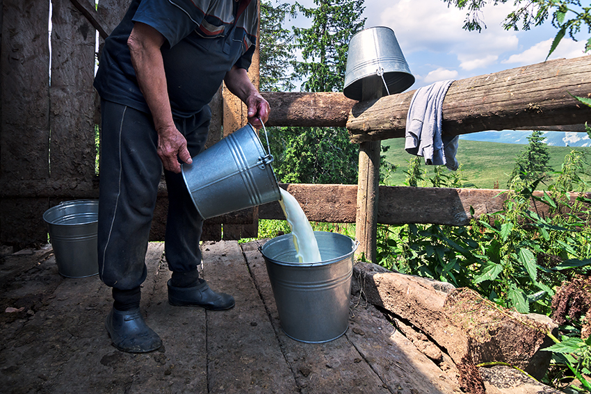 pouring fresh raw milk in dairy bucket