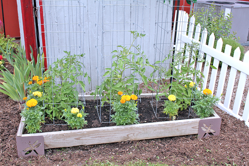 Tomato cages in raised garden bed