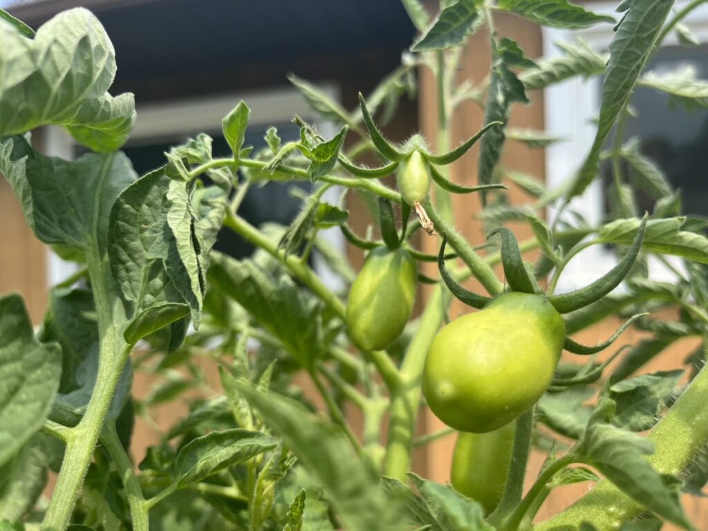 Close-up of tomato plants