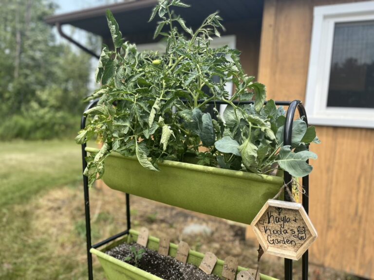 Tomato plants growing in vertical planter