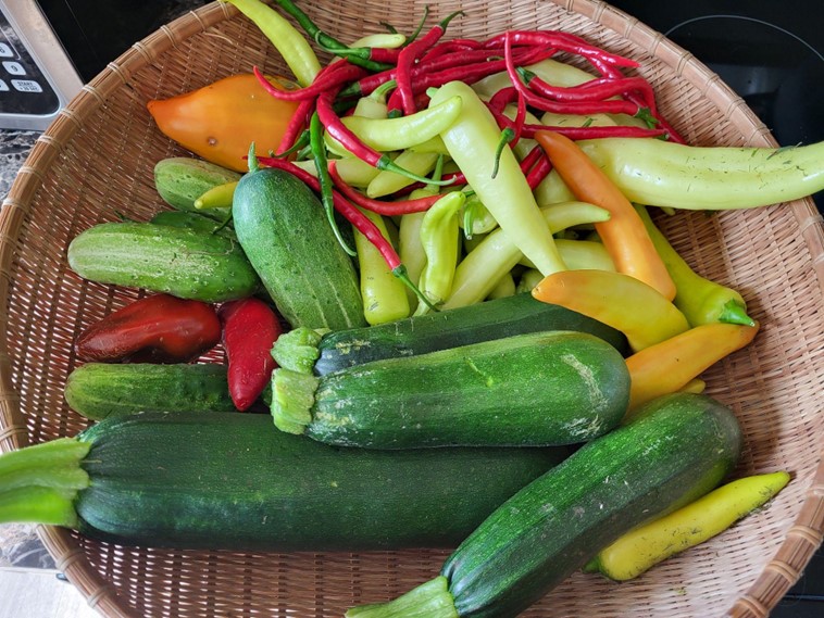 fresh produce from garden on homestead