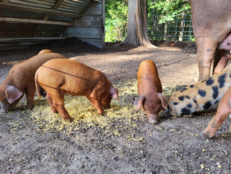 pigs on the homestead