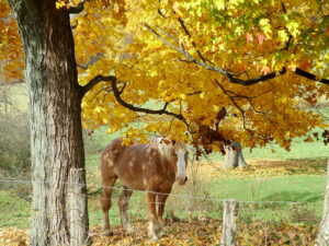 Horse by fall foliage
