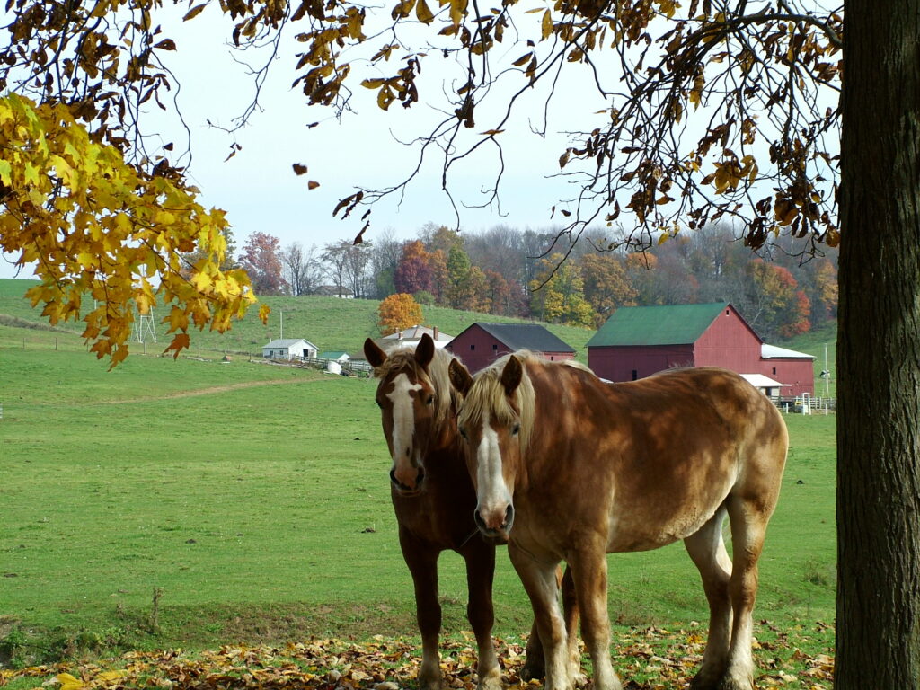 Horse with the fall foliage