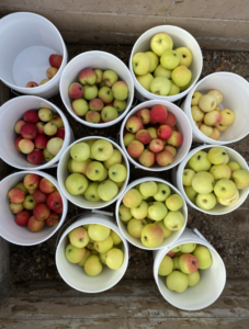 buckets of freshly picked apples