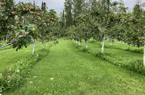 apple trees in apple orchard