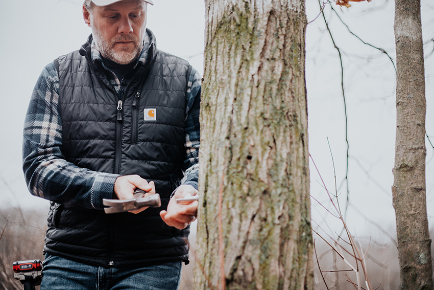 tapping tree for maple syrup