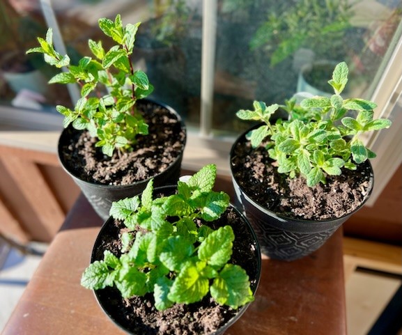 Homesteading at Home: Herbs growing by window sill