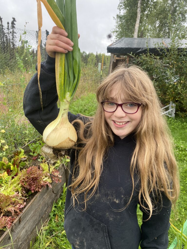 A big onion from our garden in Alaska