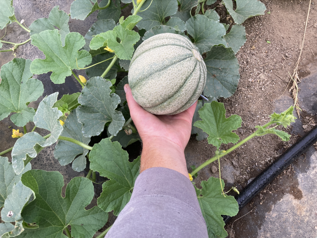 Cantaloupe ripening in our greenhouse in Alaska